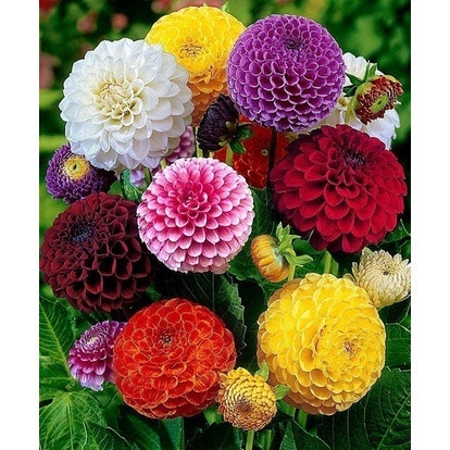 150-bulbos-de-dalia-pom-pom-cacto-rosa-jardim-exuberante-em-100-dias