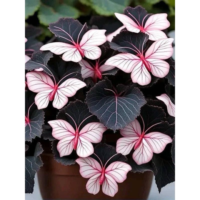 200-sementes-de-begonia-borboleta-buttlerpink-top