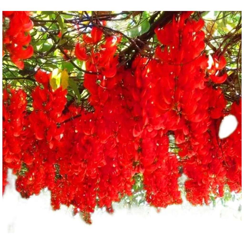 200 Sementes Jade Vermelha + Manual de Cultivo: Crie Seu Jardim de Sucesso