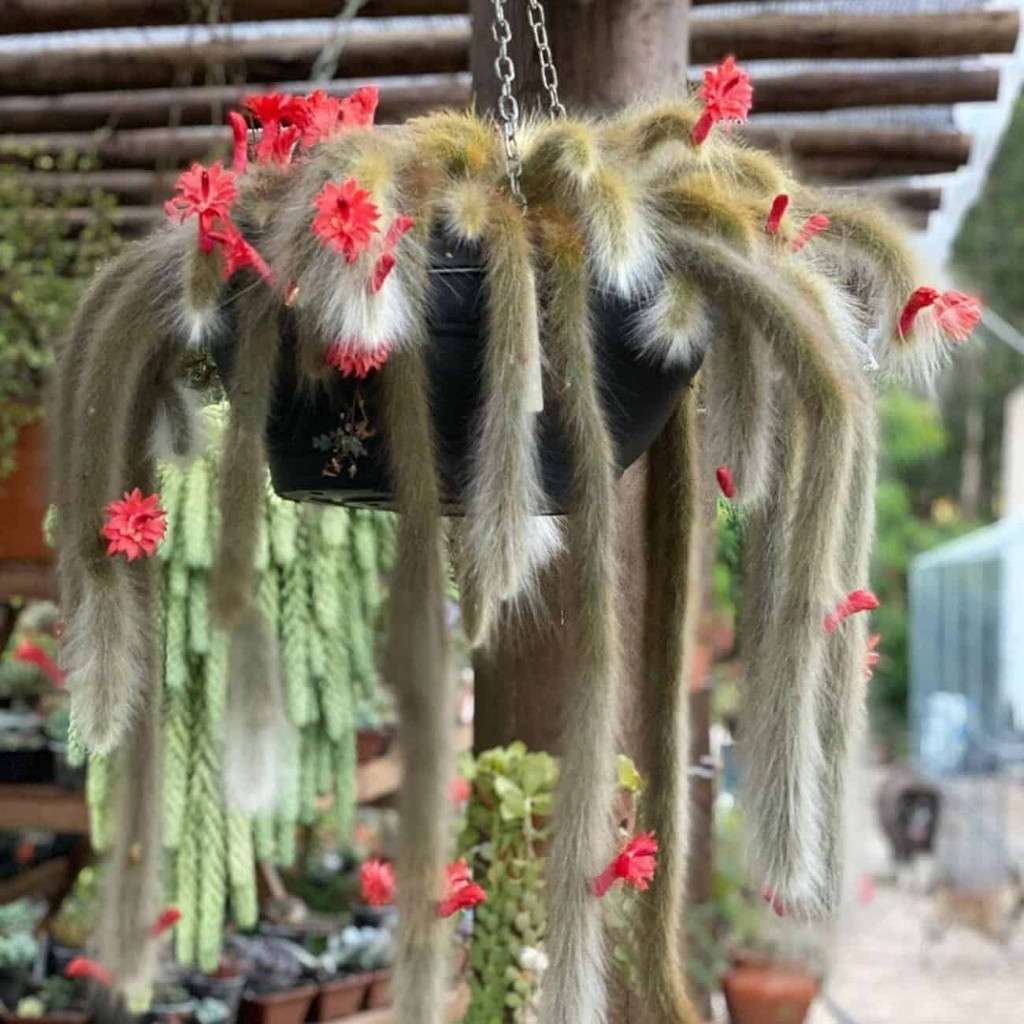 300 Sementes de Cacto Rabo de Macaco Y6 – Crie Suas Próprias Mudas!