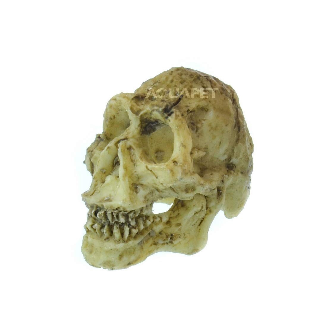 Crânio Neandertal em Resina - Réplica Anatômica Detalhada 5x4,5x3,5cm | Decoração Temática Pré-Histórica