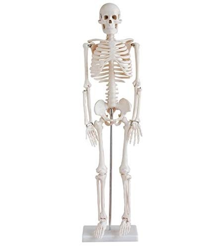 Esqueleto Humano Anatomicamente Correto - 85 cm | Modelo Didático para Estudos