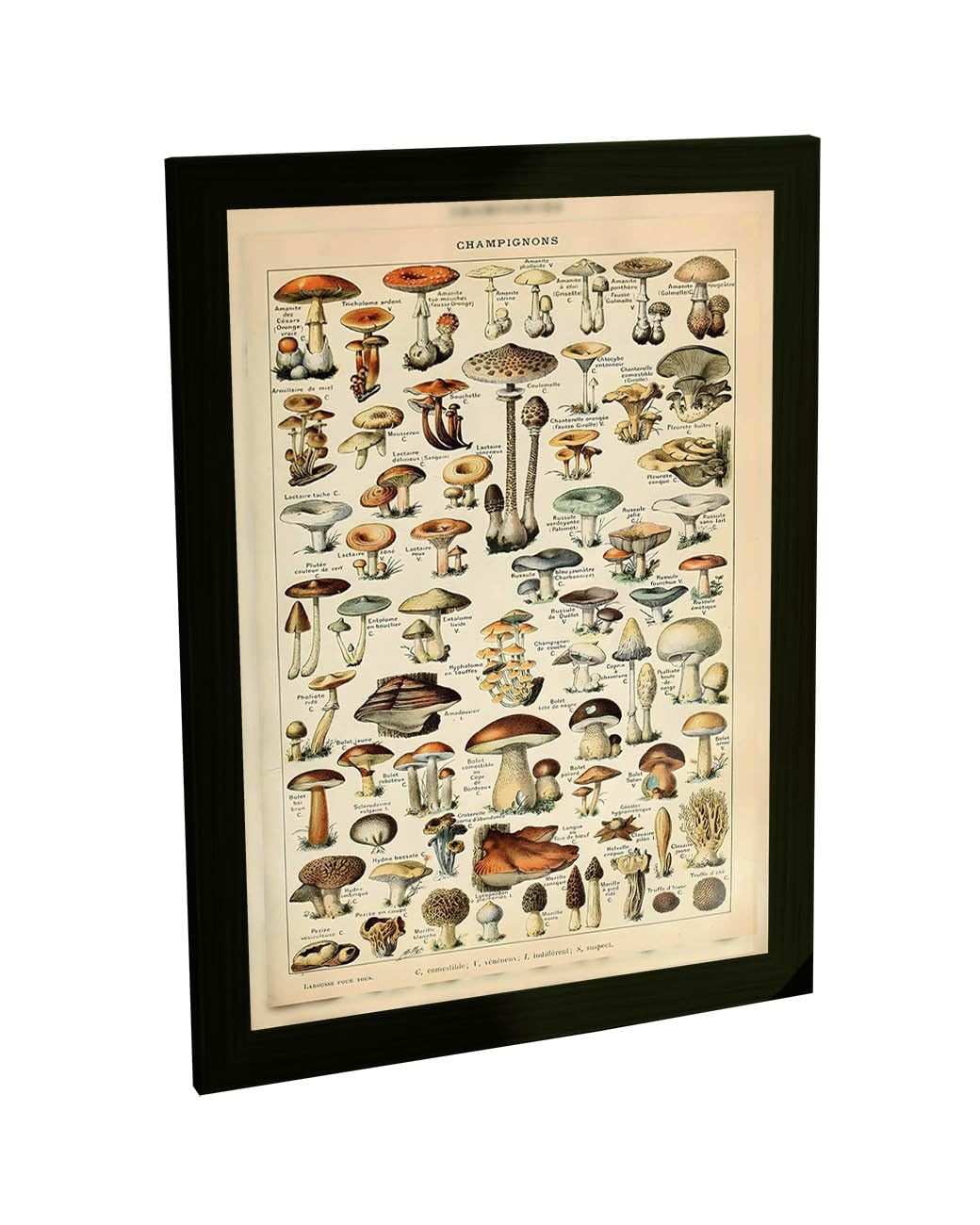 Quadro Decorativo Ilustração Botânica Vintage Cogumelos - Moldura Elegante para Ambientes