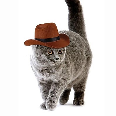 amigo-seu-para-aventura-e-estilo-pet-cowboy-chapeu