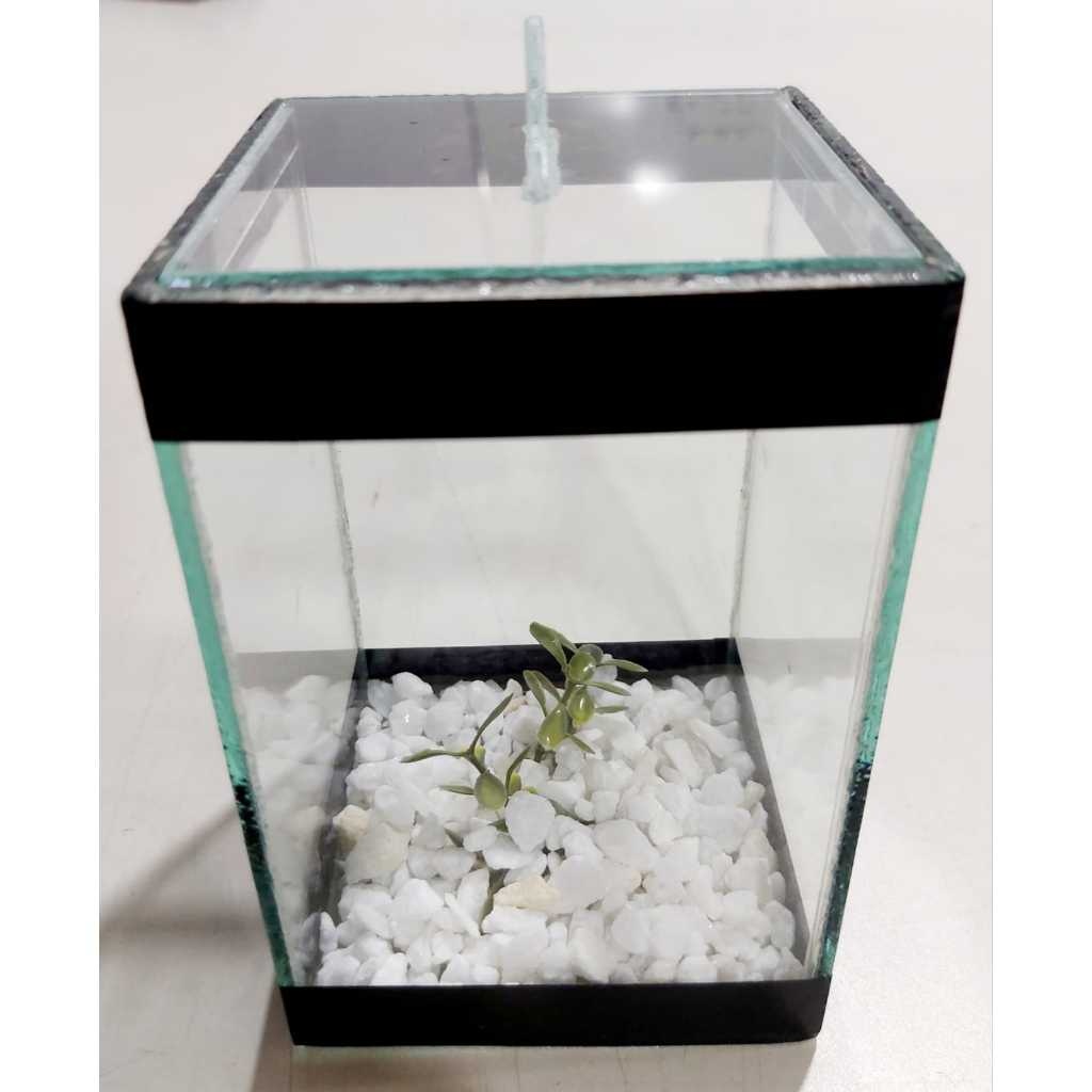 Aquário Cubo Betta: Design Moderno e Prático para Peixes Pequenos