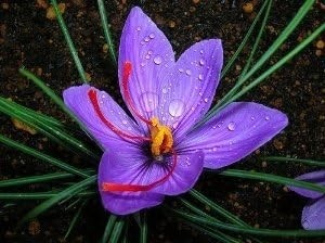 Saffron Crocus 20 bulbos