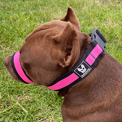 Focinheira Pet: Conforto e Segurança para Seu Cão