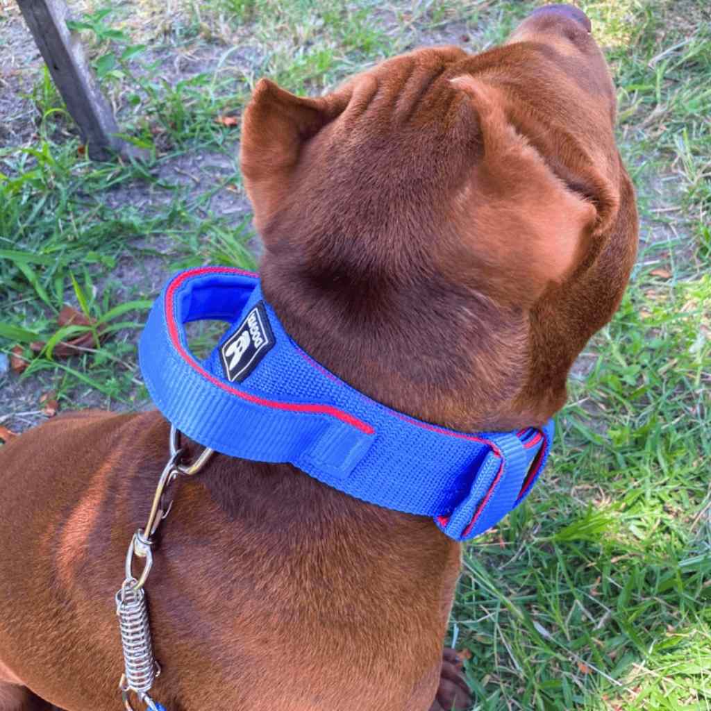 Coleira Tática com Mola para Cães Grandes – Resistente e Segura