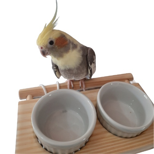 Comedouro Suspenso de Porcelana para Aves - Seguro e Artesanal