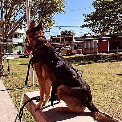 Peitoral Pet Forte e Confortável 🐶