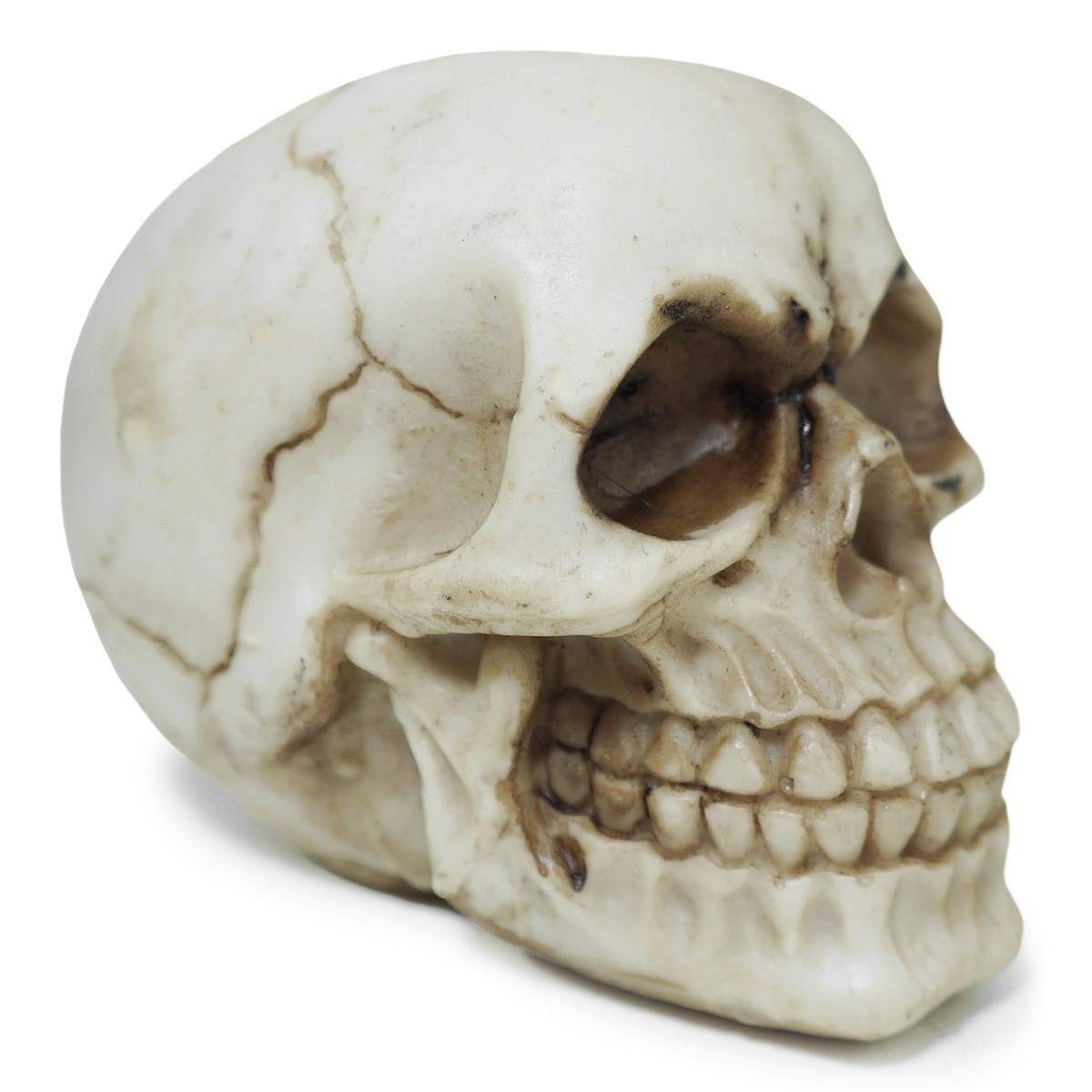 cranio-e-colecao-em-caveira-tematica-a-resina-decoracao-marfim-realista-a