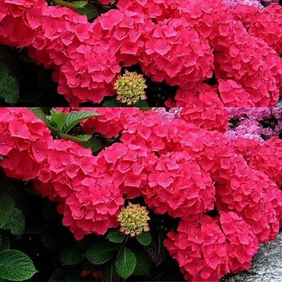 100 Sementes de Hortênsia Colorida – Flores Deslumbrantes