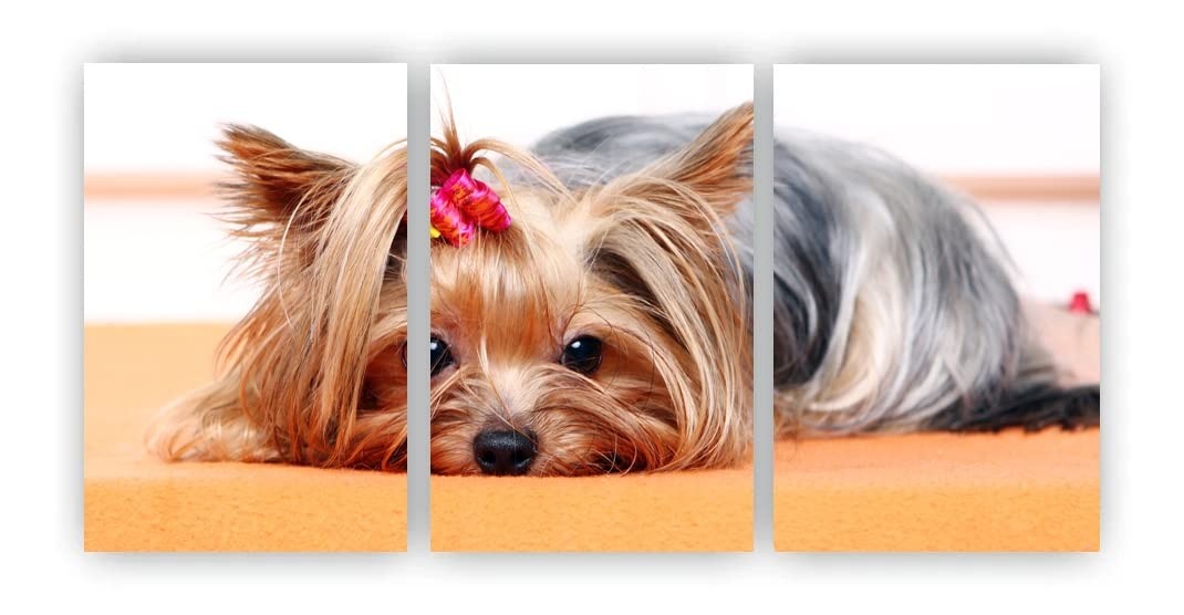 Kit 3 Quadros Decorativos Yorkshire - Cachorro Pet Dog em MDF A4