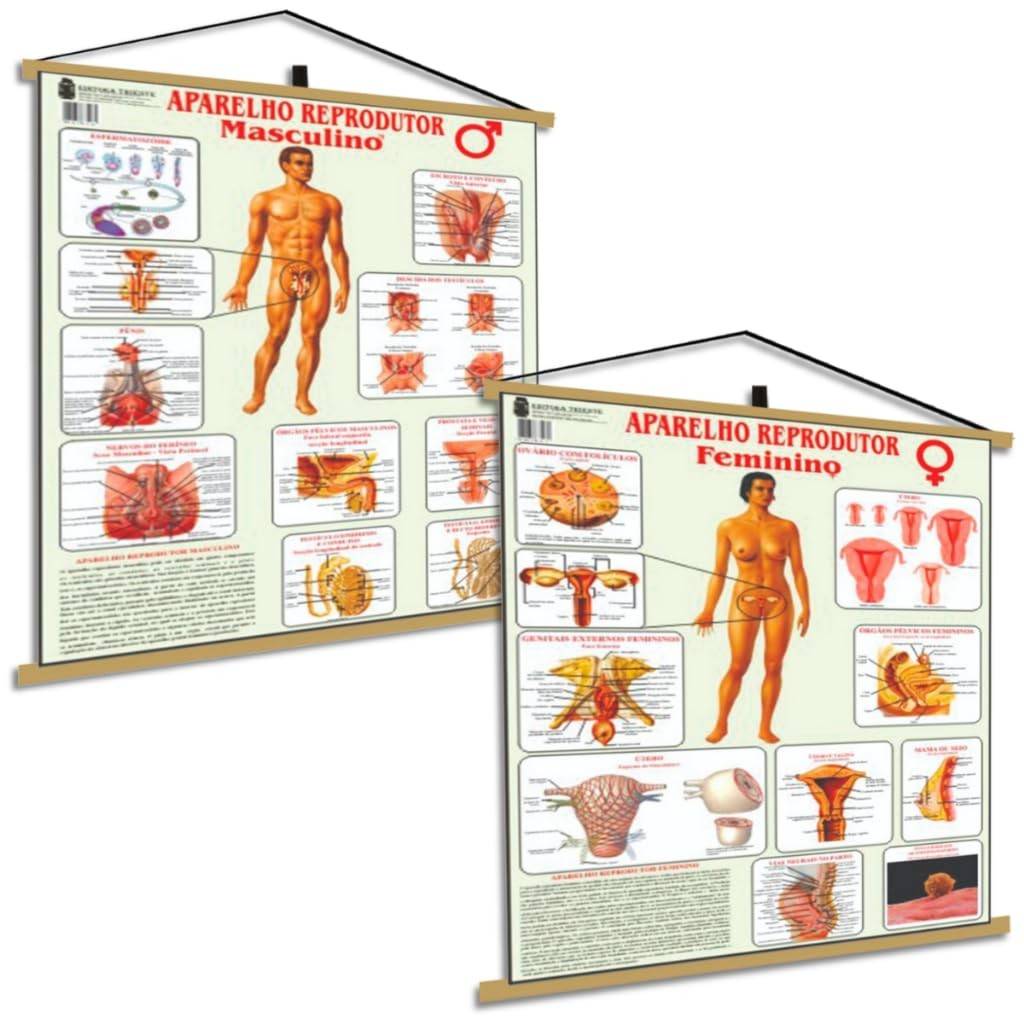 Kit Corpo Humano Reprodutor Feminino e Masculino - Mapa Educativo para Ginecologia e Urologia