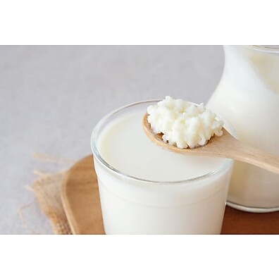 Kefir de Leite: Mudas Frescas e Originais