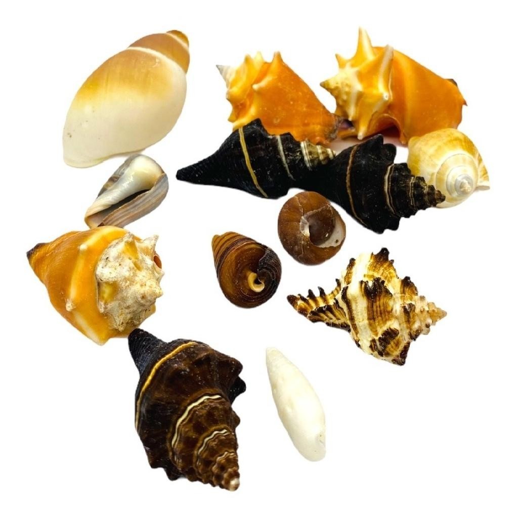 encantadora-decoracao-360g-naturais-mar-do-conchas