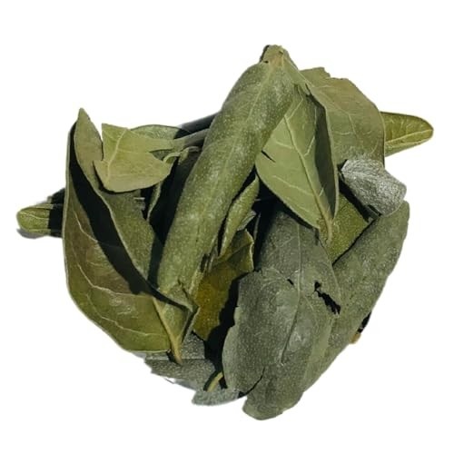 Boldo Chileno 500Gr (Erva desidratada)