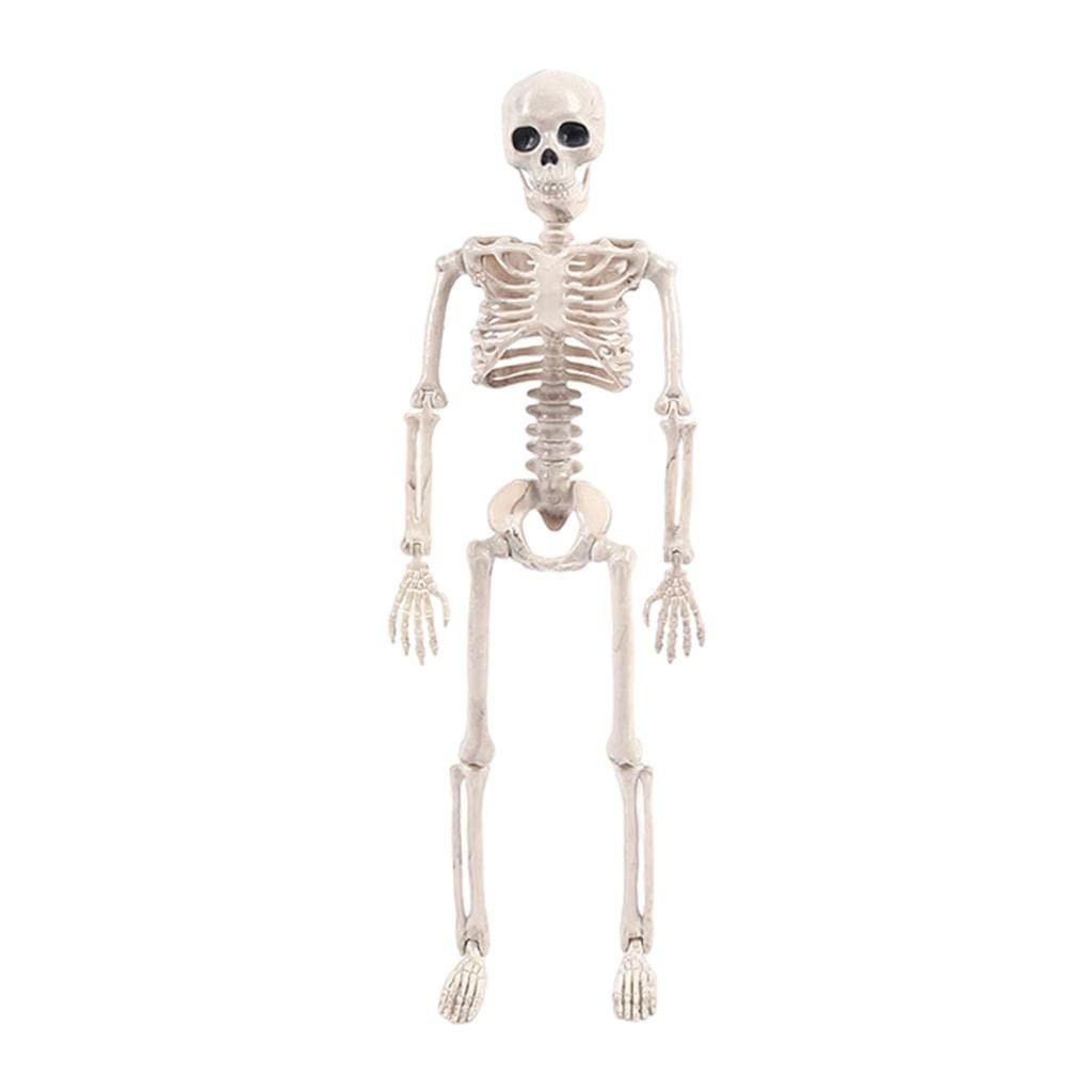 Mini Esqueleto Humano Articulado Newmind - 40 cm Educacional e Decorativo