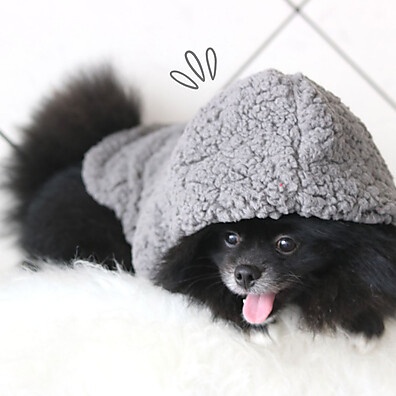 Casaco Teddy para Cachorro: Quente e Estiloso 🐶