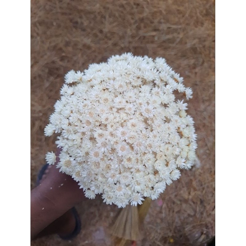 Flores Sempre-vivas Brancas: Beleza Natural que Dura 5 Anos!