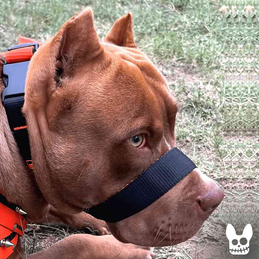 Focinheira Pitbull: Conforto e Segurança Garantidos!
