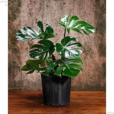 Mini Costela de Adão Artificial: Kit 6 Folhas 🌿