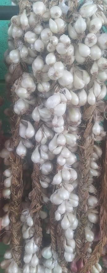1 Réstia de Cebola Branca para Consumo,Plantio,Natural do Norte de Minas Gerais