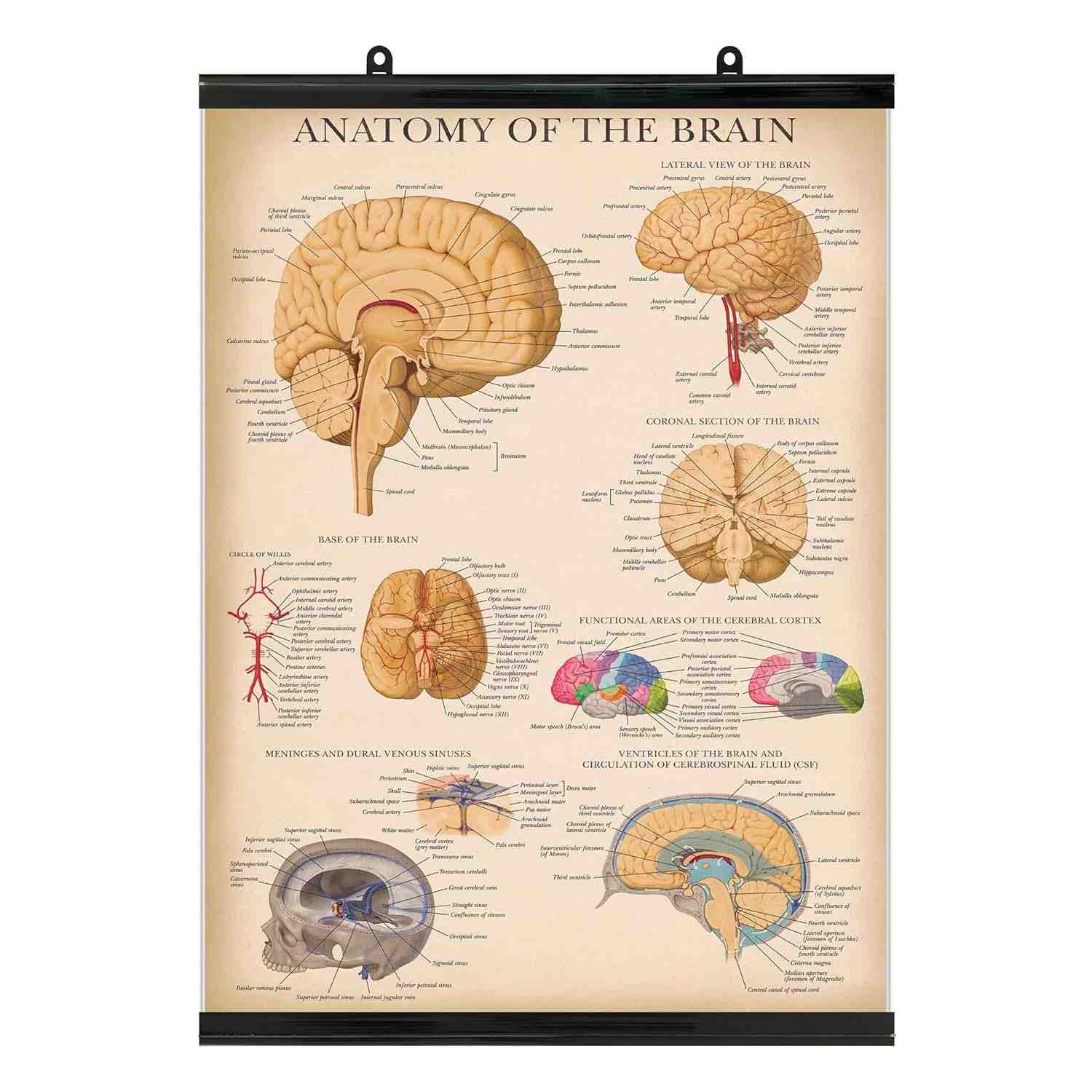 Pôster Vintage de Anatomia Cerebral - Tabela Anatômica do Cérebro Humano com Moldura de Plástico - 45,7 x 61 cm