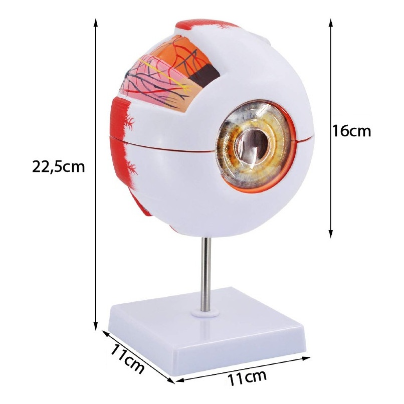 Globo Ocular 3D Desmontável – Aprenda Anatomia do Olho Humano