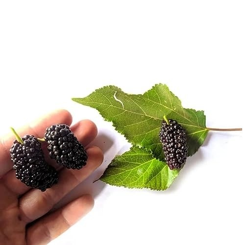 jabuticaba-com-portuguesa-de-hibrida-amora-mudas-kit