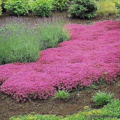 jardim-seu-para-resistencia-e-beleza-roxa-grama-sementes-1000