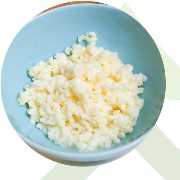 2x Kefir de Leite Bichinho Do Iogurte Mudas De Kefir Em Grãos De Leite Real