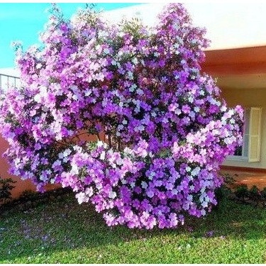 Manacá da Serra: 100 Sementes para Flores Deslumbrantes!