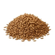 Cominho em Grãos, Nome Científico Cuminum Cyminum, 50g, Validade até 08/2028 - imagem 4