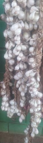 1 Réstia de Cebola Branca para Consumo,Plantio,Natural do Norte de Minas Gerais - imagem 3