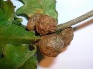 BIANQUIMICA, Extrato Fluido De Gengibre - 1 Litro - imagem 3