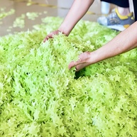 Adesivos de Teto que Brilham no Escuro - 100 Estrelas Luminosas 3D para Decoração de Quarto, Verde - imagem 4