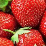 100 Sementes de Morango Ornamental: Cultive Beleza e Sabor em Casa - imagem 1