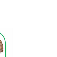 Green Paws Raças Pequenas: Salmão e Frango 10,1kg - imagem 2