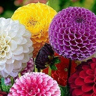 150-bulbos-de-dalia-pom-pom-cacto-rosa-jardim-exuberante-em-100-dias