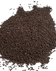 Semente de Mostarda Marrom 1Kg - imagem 1