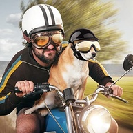 Conjunto 2 Peças: Capacete e Óculos de Sol para Cães - Proteção UV, Vento e Poeira - imagem 5