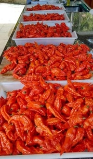 20 Sementes Bhut Jolokia Vermelha Original +ardida Do Mundo - imagem 5