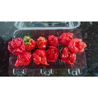 20 Sementes Trinidad Scorpion Moruga Vermelha (Red) A 2ª Mais Forte Do Mundo Verdadeiras - imagem 4