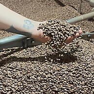 Café Arábica 250g: Torra Escura Mogiana Tradicional - imagem 2