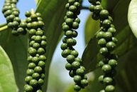 Pimenta do Reino Em Conserva 2,7 Kg - Aroma D' Minas - imagem 2