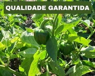 Tempero Caseiro Kit com 2 Temperos Completo Orgânico e Livre de Agrotóxicos 350g cada - imagem 4