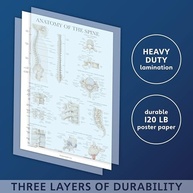 Pacote com 4 Pôsteres Anatômicos Laminados - Muscular, Esquelético, Coluna e Distúrbios - 45,7x68,5cm - imagem 4