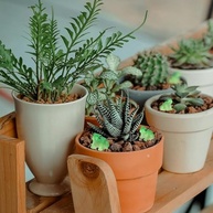 40 Mini Sapos Verdes de Resina | Decore e Artesane com Estatuetas Fofas - imagem 5