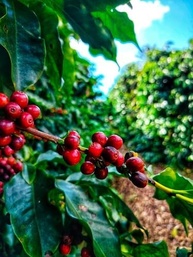 Torra Fresca 05/10/2025 - Café Especial em Grãos Moquinha 1kg 84.50 Pontos - Nanolote Catuai Vermelho– 100% Arábica - Região Vulcânica - Sitio Flor do Marambaia - Torra Média – Tamanduá Bandeira - imagem 4